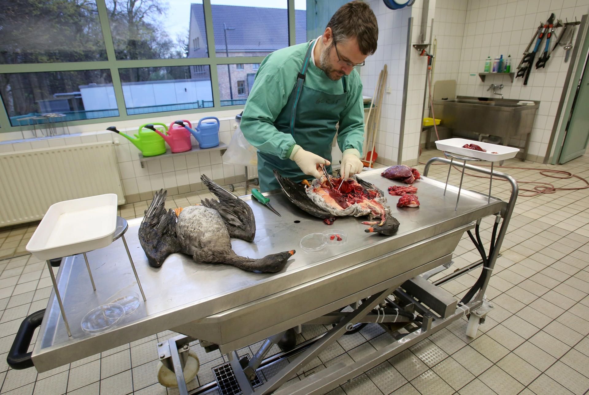 Symbolbild: Verendete Wildgänse werden von einem Fachtierarzt für Pathologie untersucht.