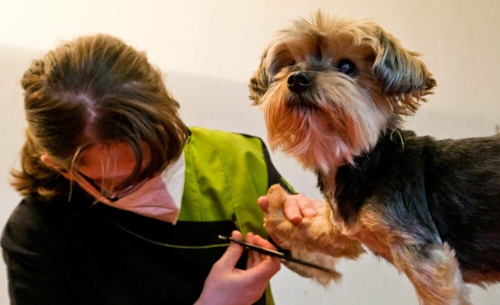Melanie Knott, Inhaberin vom Hundefriseursalon „Molly und Felix“, schneidet das Fell von Yorshire-Terrier-Dame „Cassy“.