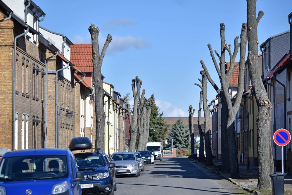 In der August-Bebel-Straße wurden Bäume geschnitten und gefällt.