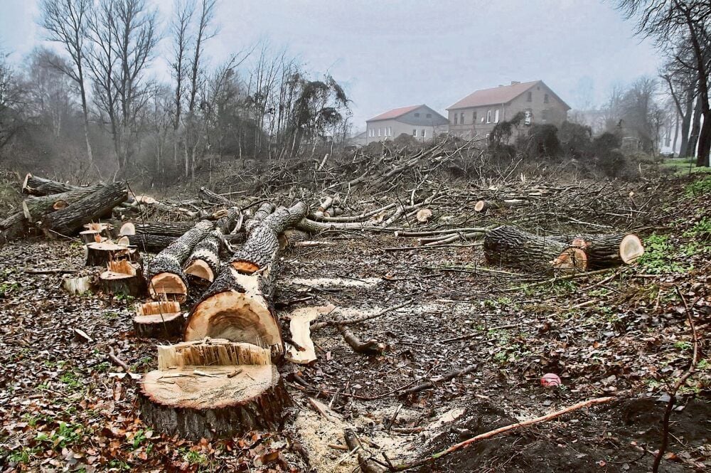 In den vergangenen Monaten mussten in Hettstedt Hunderte von Bäumen gefällt werden.