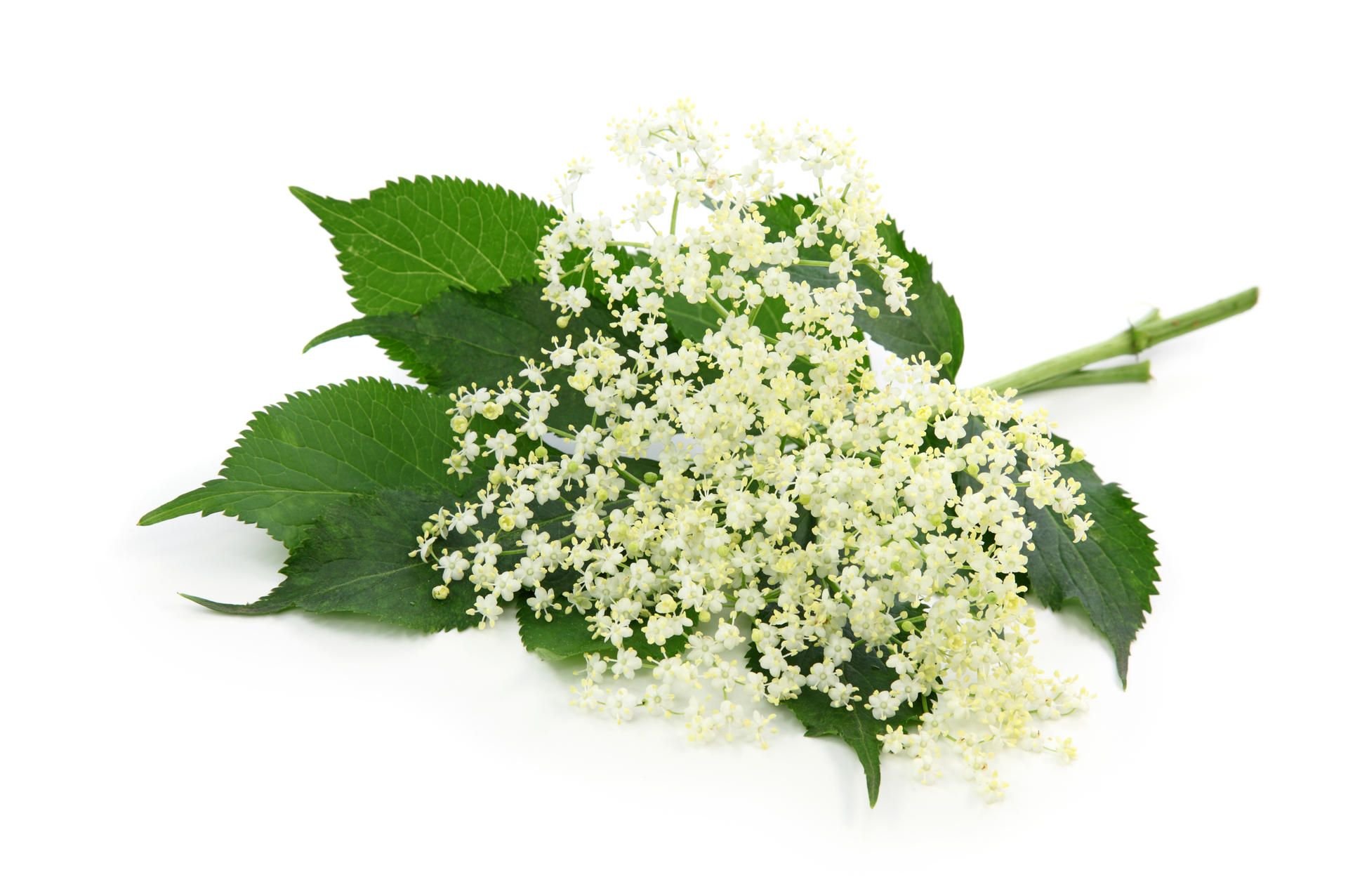 Fliederbeerentee heißt nur Fliedertee und wird nicht aus Holunderbeeren gemacht, sondern aus den getrockneten Dolden der Pflanze (Beispielfoto).