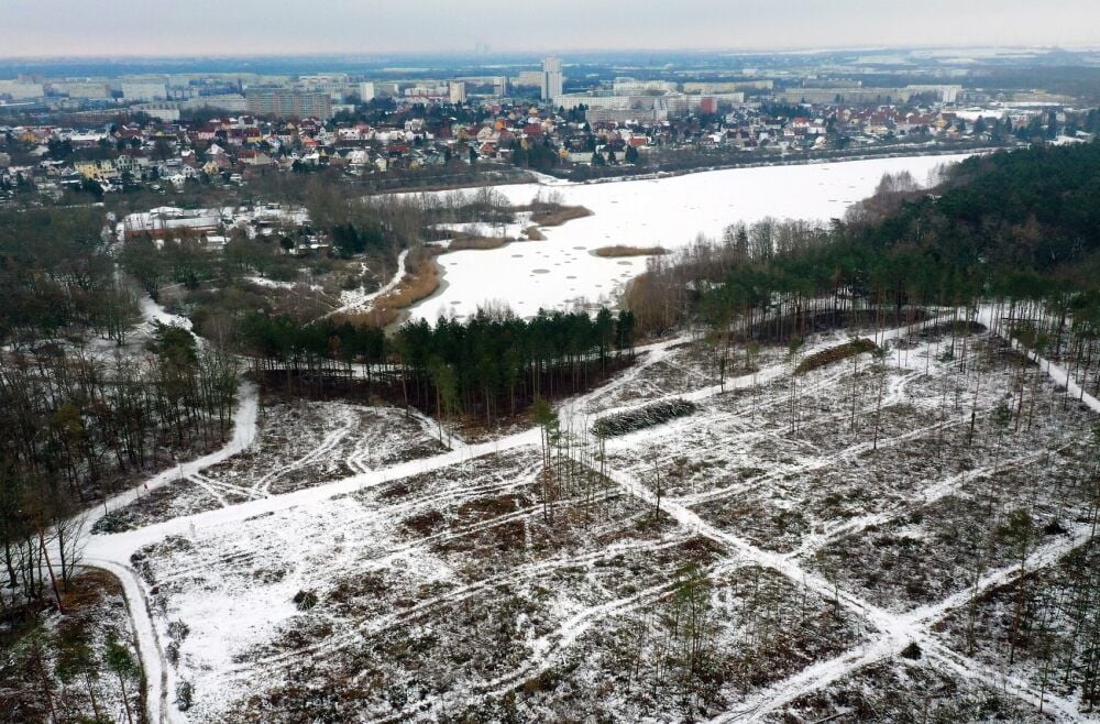 Oberhalb des Heidesees ähnelt der Wald jetzt einer Mondlandschaft. Alleine hier wurden Hunderte Bäume gefällt.