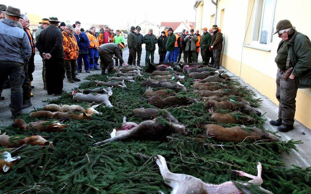 Nach der erfolgreichen Treibjagd in der Flur und im Wald rund um Großwilsdorf legen die Jäger nach altem Brauch die Strecke. An der Jagd waren 83 Jäger beteiligt. Sie wurden von 40 Treibern unterstützt.