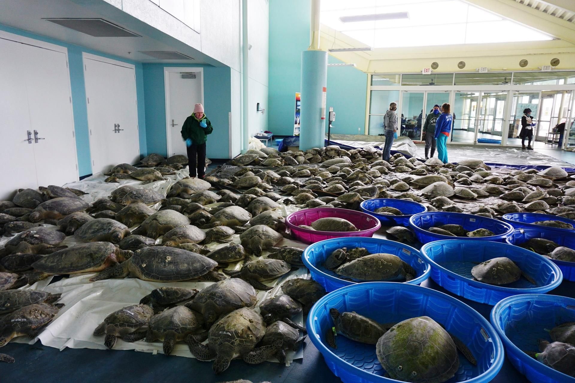 Tausende von atlantischen grünen Meeresschildkröten und Kemp's-Ridley-Meeresschildkröten, die an Kältestarre leiden, liegen zur Erholung im South-Padre-Kongresszentrum