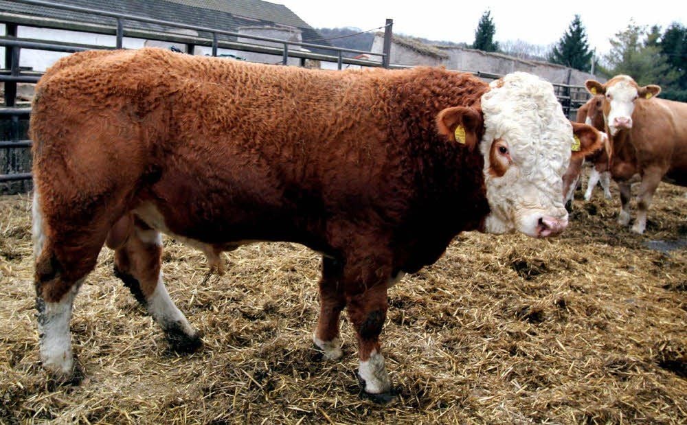 Jungbulle Martin ist ein Simmentaler Fleckvieh. 400 Tiere davon gibt es in Löbitz.