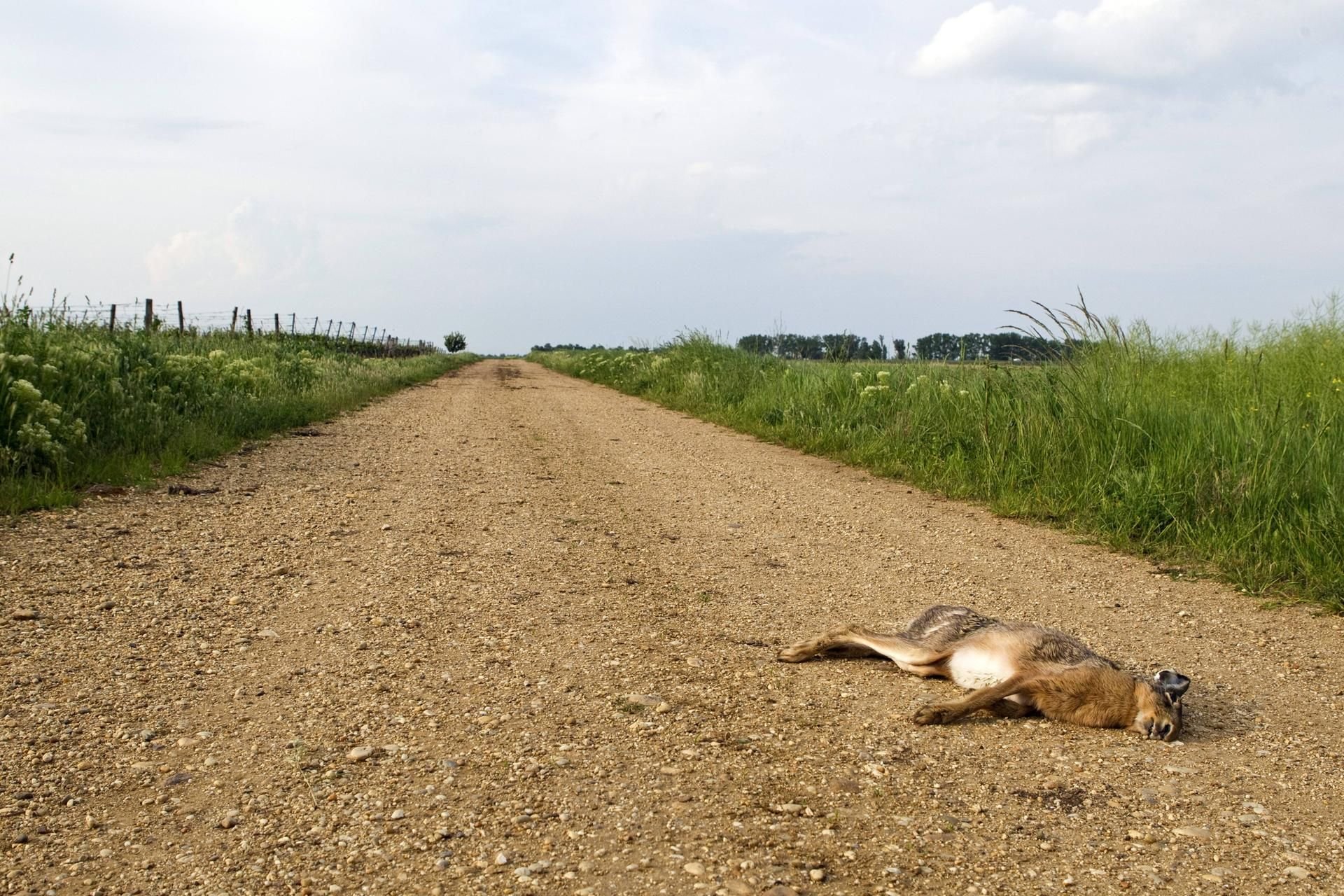 Ein Europäischer Feldhase liegt tot an einem Feldweg. (Symbolbild)