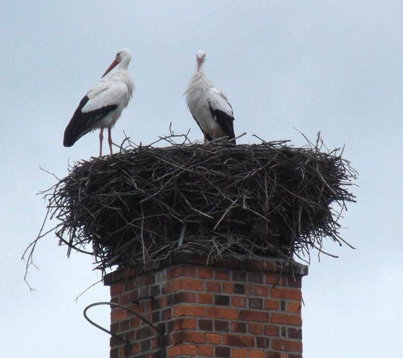 Störche fliegen jedes Jahr Memleben an.