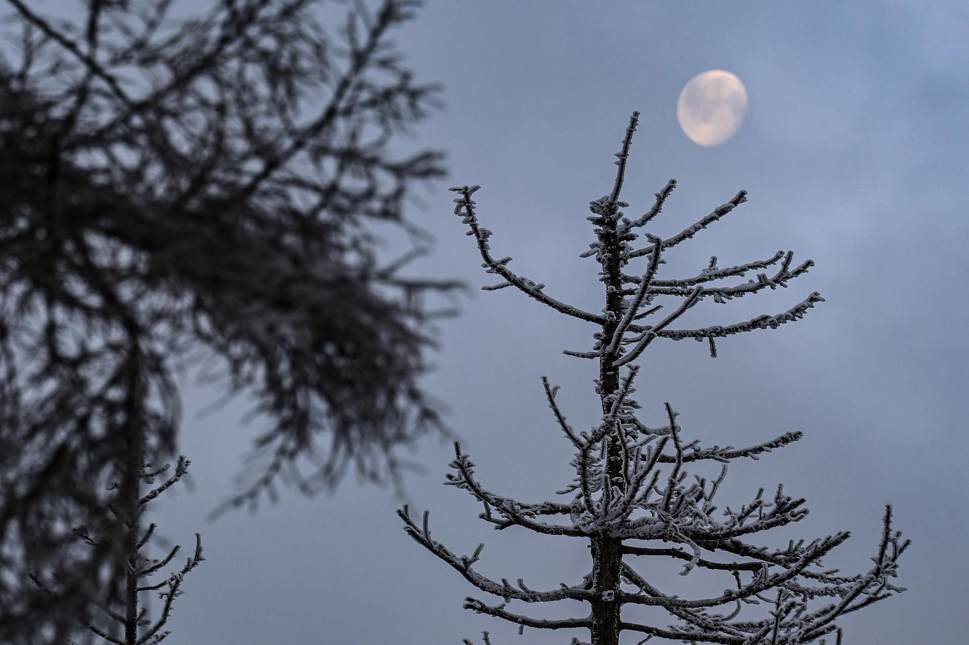 Hinter schneebedeckten Baumspitzen im Harz ist der Mond zu sehen: Sachsen-Anhalt hat im vorigen Jahr nach eigenen Angaben rund 15,4 Millionen Euro an private Waldbesitzer ausgezahlt.