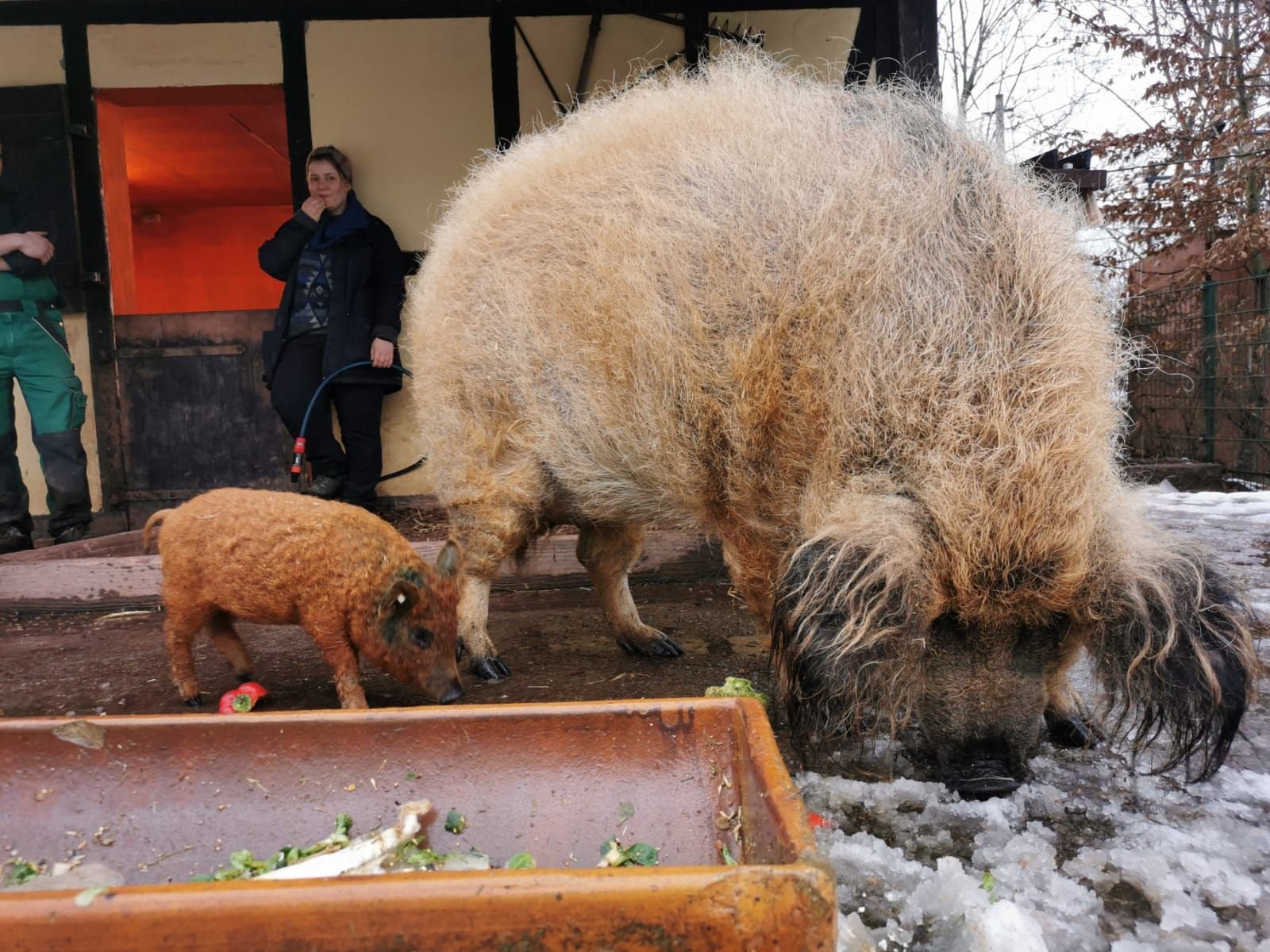 Der neun Wochen alte Alf (links) macht schon mal Bekanntschaft mit Wollschweindame Rosa (rechts) im Tierpark Petersberg.