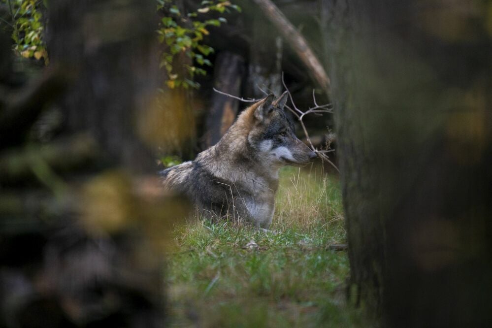 Ein Wolf kommt dem Fotografen selten vor die Linse. Jetzt sind bei einigen Tieren in der Region Krankheitszeichen zu erkennen.