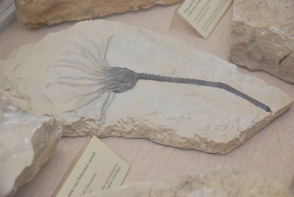 Eines der besonderen Exponate der Trias-Ausstellung: eine versteinerte Seelilie. Eine solche trat in der Zeit der Trias im Flachmeerbereich massenhaft auf.