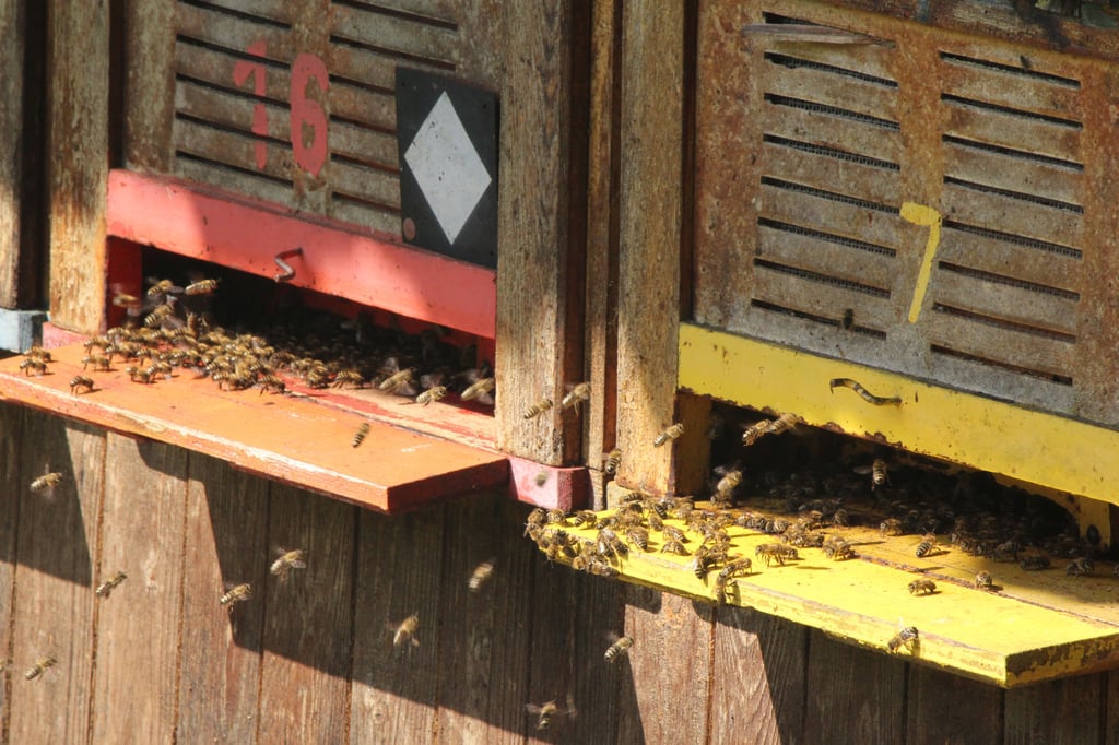 Hier herrscht großes Getümmel vor dem Eingang zum Bienenstock. Die Farben, mit denen Imker die Beuten versehen, sollen den Insekten helfen, ihren Stock zu finden. Am Eingang prüfen Wächter, wer zu dem Volk gehört. Fremde werden hier abgewiesen. Foto: Thomas Höfs