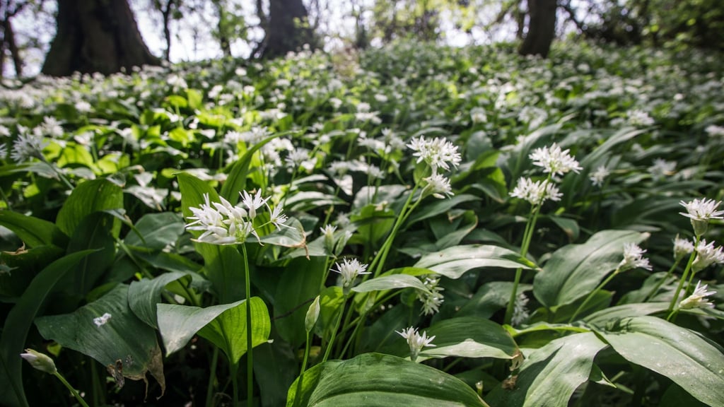 Typisch für Bärlauch ist, dass er oft über große Flächen zwischen den Bäumen wächst.