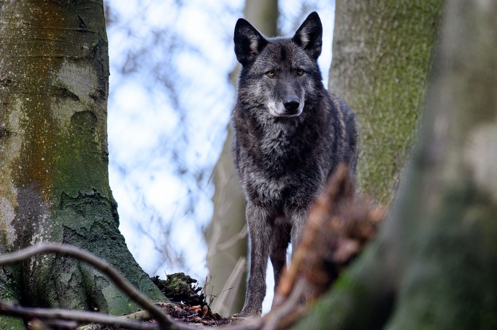 Hund oder Wolf? Bei Mischlingen kann man das oft kaum unterscheiden.