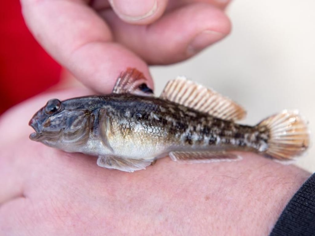Die kleinen Schwarzmundgrundeln halten Naturschützer ganz schön auf Trab. Foto: Marius Becker