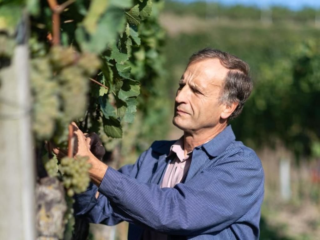 Im Weinberg mit Hubert Lay: Alte Reben haben in der Regel weniger Trauben als neuere. Dafür schmeckt der Wein aus diesen Trauben intensiver. Foto: Patrick Seeger/dpa-tmn