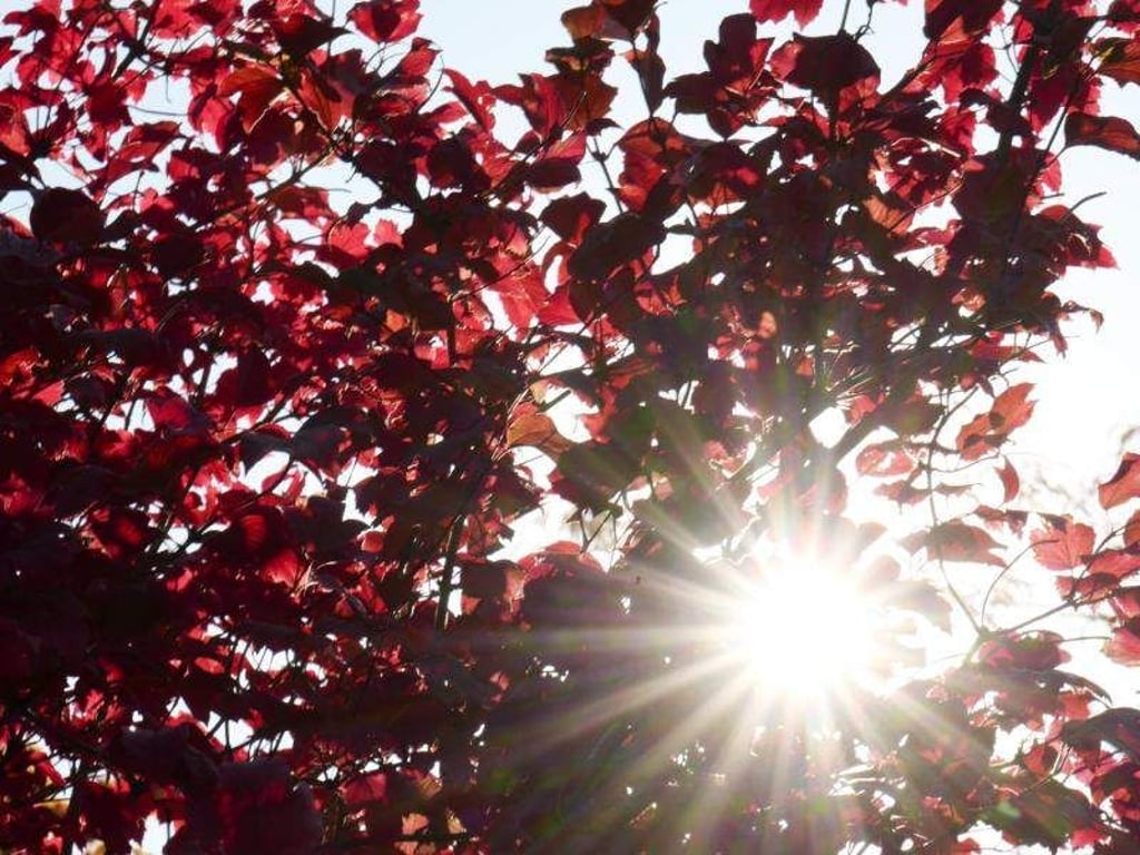 Durch rot gefärbtes Laub strahlt die Herbstsonne. Foto: Peter Endig/Archiv