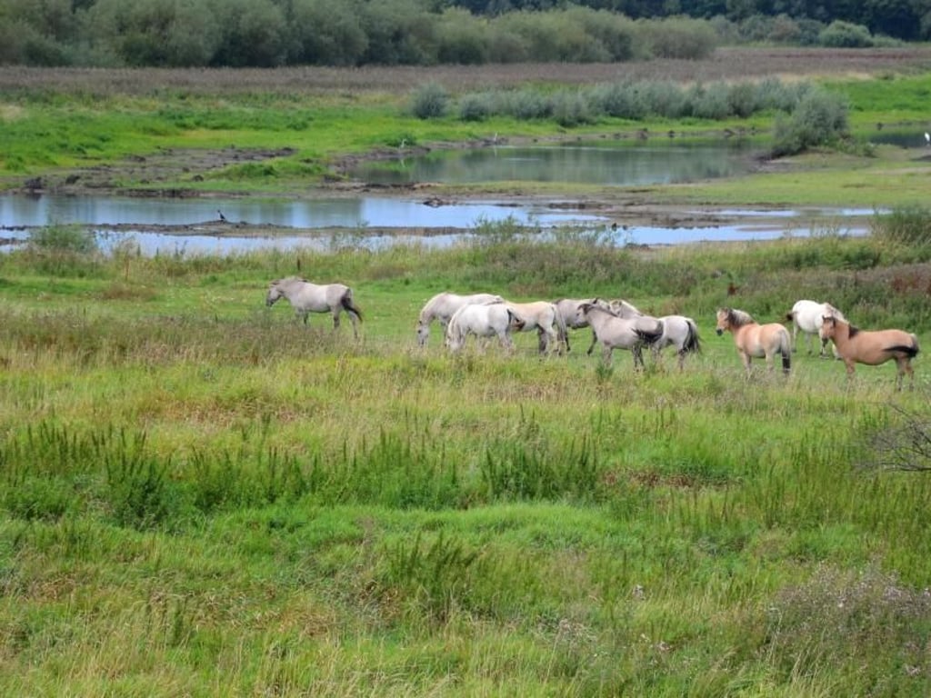 Im Biosphärenreservat Flusslandschaft Elbe-Brandenburg lassen sich sogar Wildpferde beobachten. Foto: Andreas Heimann