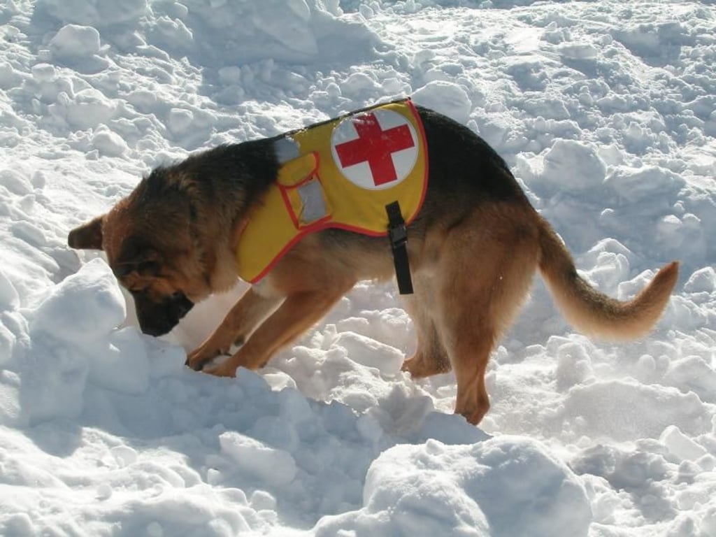 Erschnüffelt ein Lawinensuchhund einen Verschütteten, beginnt er sofort mit dem Buddeln. Foto: Walter Hoffmann