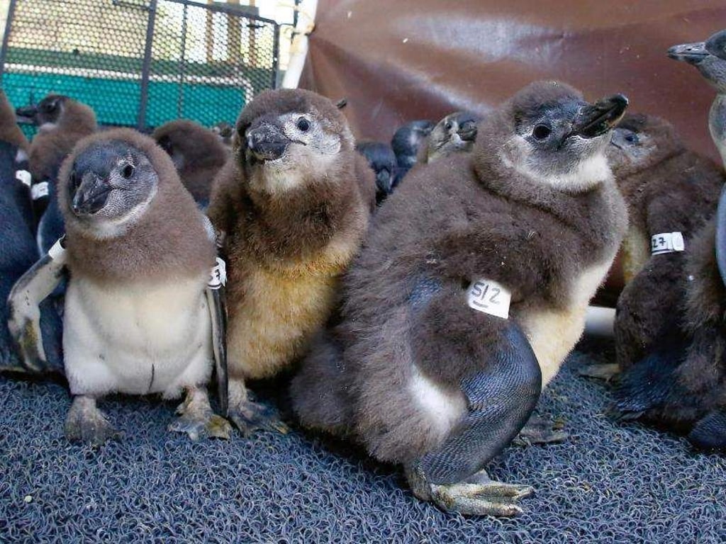 Wie niedlich: Pinguin-Babys in Südafrika. Foto: Nic Bothma