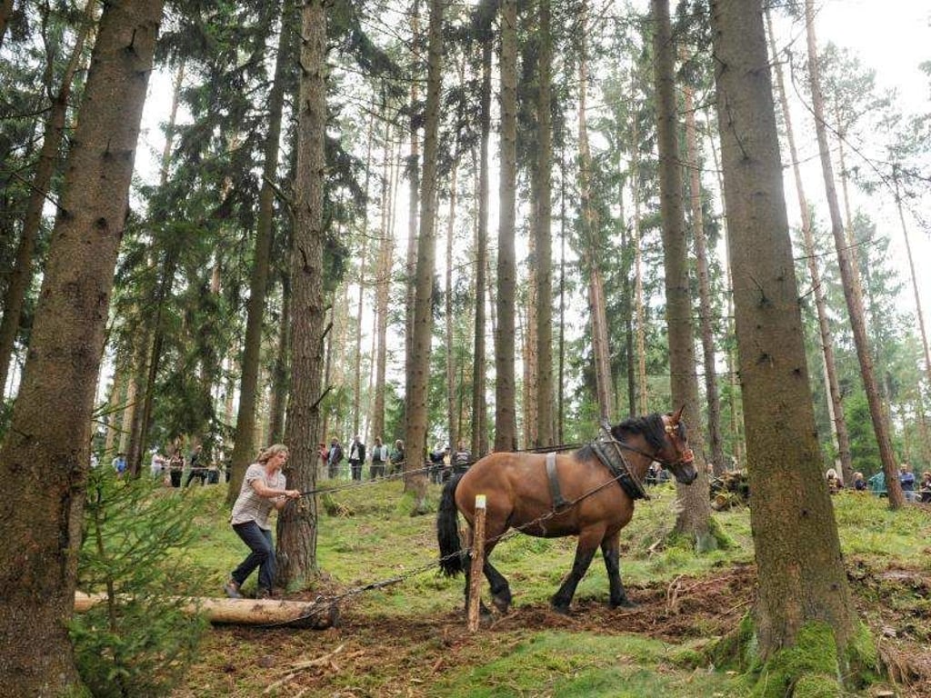 Eine Pferderückerin führt ihr Pferd durch einen Parcours bei den Deutschen Meisterschaften im Holzrücken. Foto: Jens-Ulrich Koch/Archiv