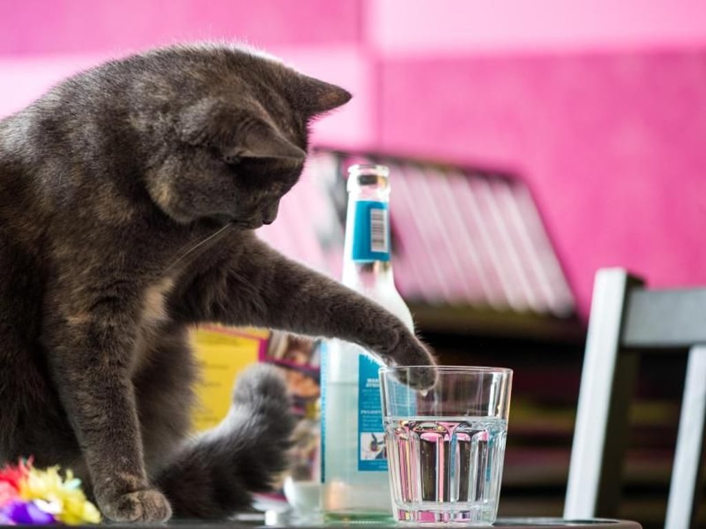 Aufheiterung durch Katze Jewels: Wer mit schlechter Laune ins Café kommt, fühlt sich oft besser, wenn er die Vierbeiner einige Zeit beobachtet. Foto:Franziska Gabbert/dpa-tmn