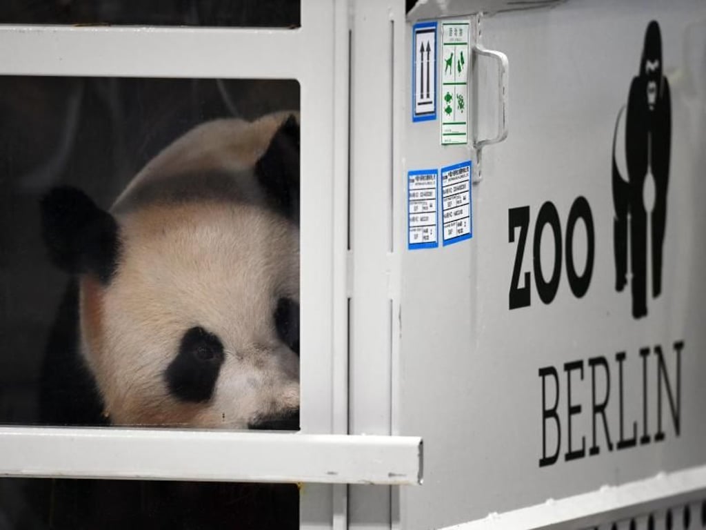 Der Riesenpanda Jiao Qing schaut am Frachtterminal des Flughafens aus seiner Transportbox heraus. Foto: Ralf Hirschberger