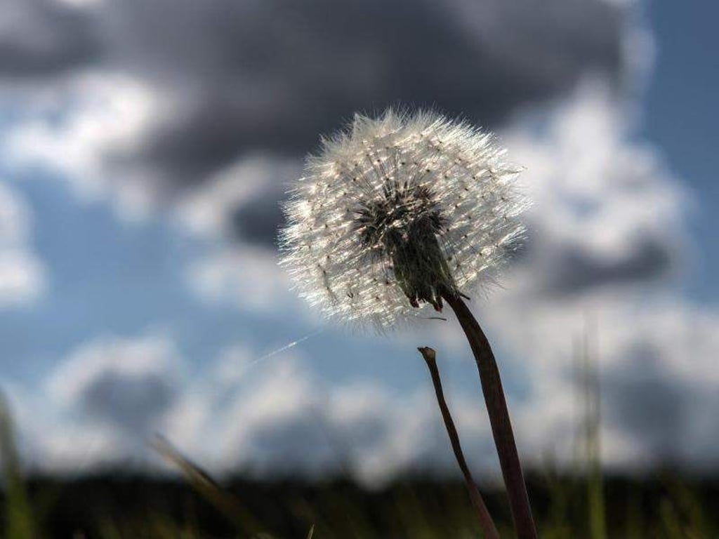 Eine Pusteblume vor wolkenbedeckten Himmel. Foto: Paul Zinken/Archiv