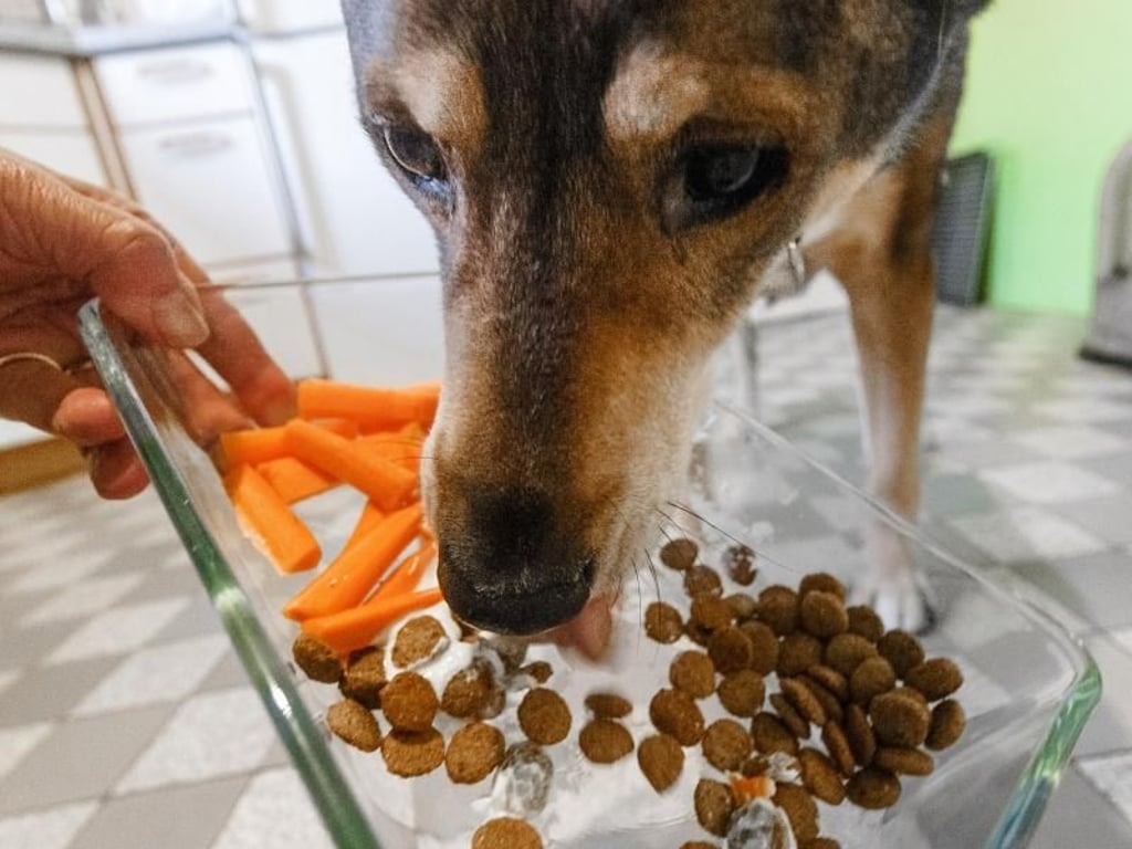 Könnten sie es sich aussuchen, würden Hunde vermutlich Fleisch statt vegetarischer Kost vorziehen. Es hat eine hohe Wertigkeit und die richtige Zusammensetzung an Nährstoffen. Foto:Markus Scholz/dpa-tmn