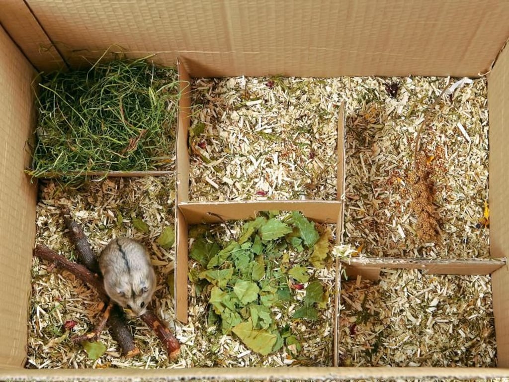 In einer Buddelkiste mit Laub, Gras und anderen Materialien können sich die Nager austoben. Foto: Ulrike Schanz