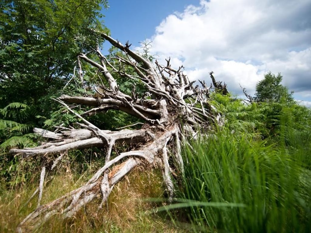 Das naturbelassene Panorama begeistert viele Besucher. Foto: Daniel Naupold