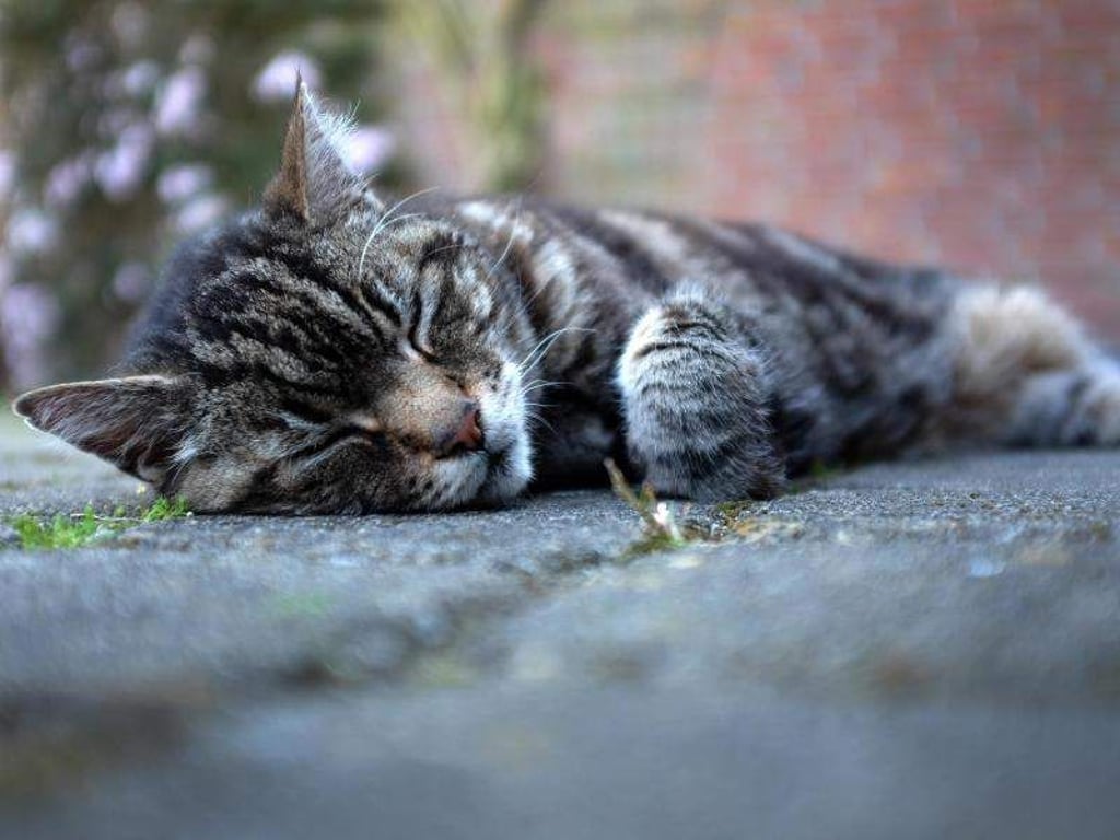 Katzen brauchen eine fleischhaltige Ernährung, sagen Tierexperten. Foto: Martin Gerten