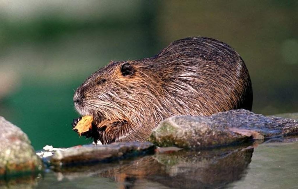 NEU (Gattung korrigiert, es handelt sich nicht rpt. nicht um einen Biber) +++ Das Archivbild vom 18.10.1999 zeigt eine Biberratte oder auch Nutria nahe einer Wasserstelle beim Fressen. Foto: Frank Leonhardt dpa/lby