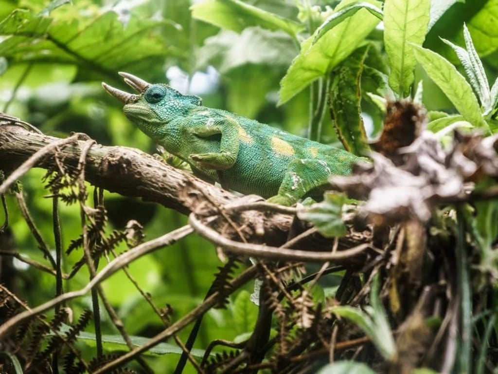 Für einen Laien kaum im Busch zu erspähen: ein dreihörniges Chamäleon. Foto: Philipp Laage