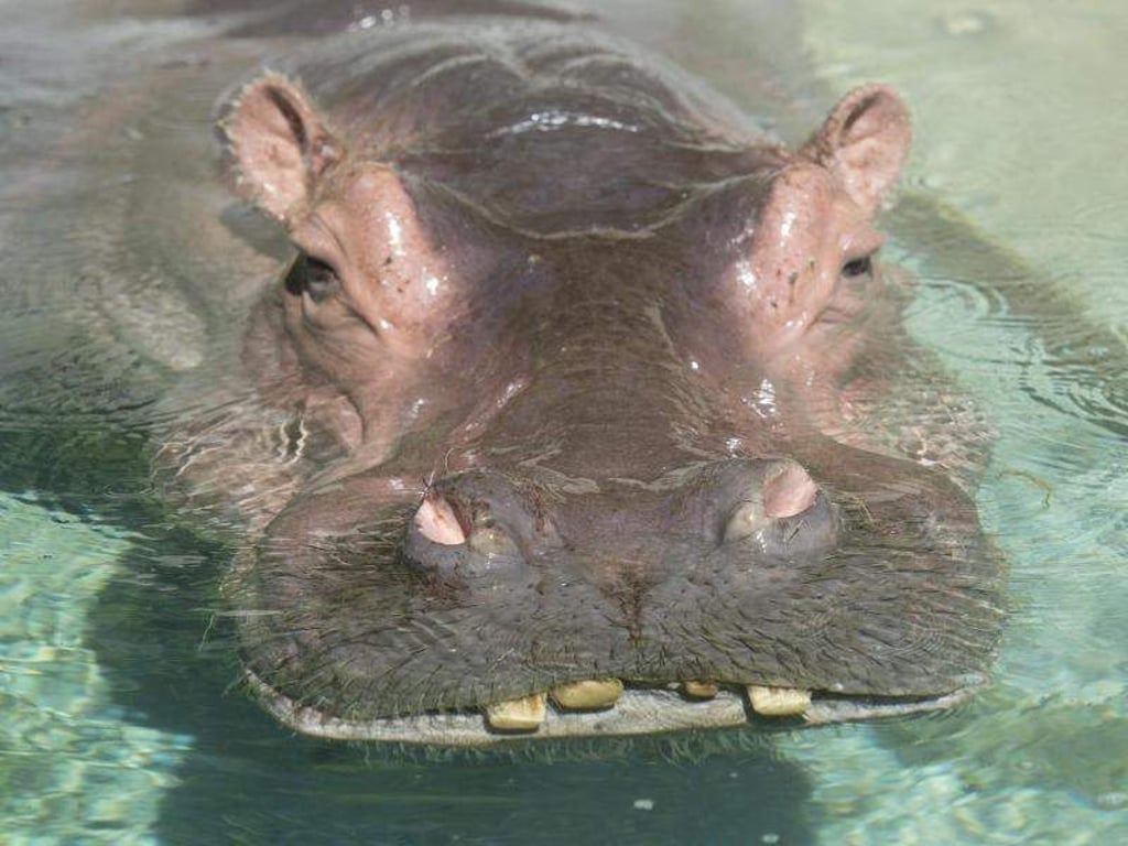 Flusspferd Mike wird der neue Bulle im Prager Zoo. Foto: Franziska Kraufmann