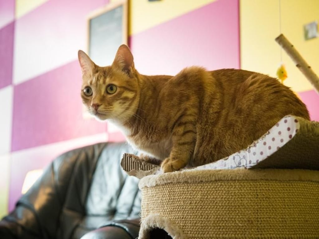 Die Katzen sorgen im Katzenmusikcafé «Zur Mieze» dafür, dass eine gemütliche Atmosphäre entsteht und sich die Gäste wohlfühlen. Foto:Franziska Gabbert/dpa-tmn