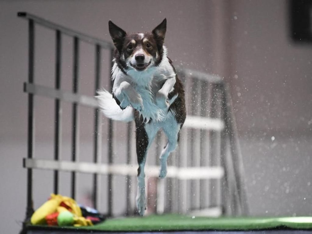 Hazel, der Hund von Maxime Martens, ist bereits ein erfahrener Springer. Foto: Ina Fassbender
