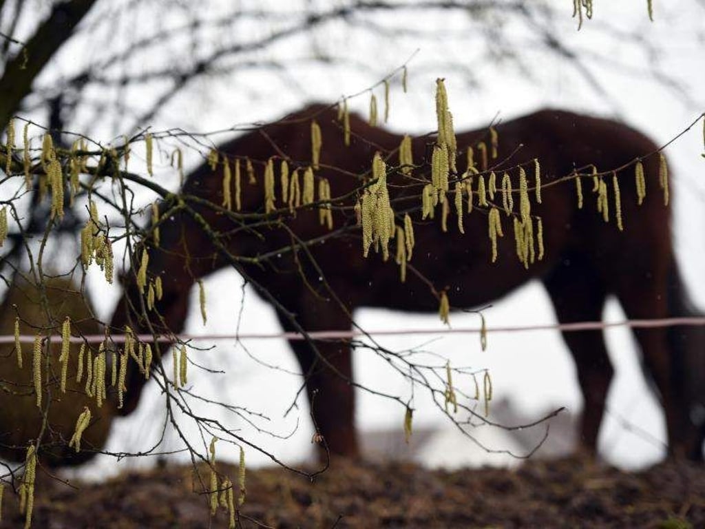 Tritt bei Pferden Mauke auf, müssen sie behandelt werden. In schlimmeren Fällen ist eine Antibiotika-Gabe erforderlich. Foto: Uwe Zucchi