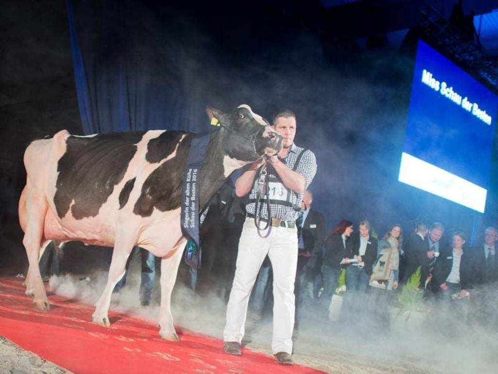 Landwirt Henrik Wille hat mit «Lady Gaga» wieder gewonnen. Foto: Julian Stratenschulte