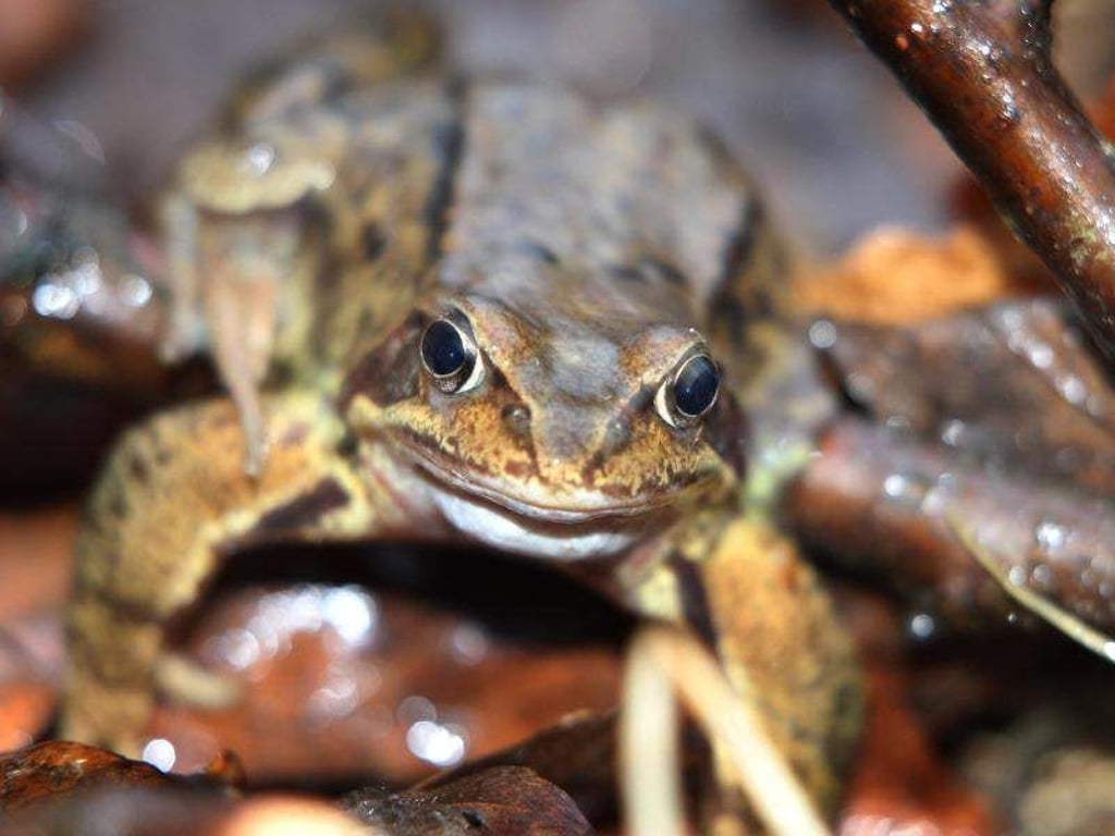 Der Grasfrosch steht in den meisten Bundesländern auf der Vorwarnliste. Foto: Karl-Josef Hildenbrand