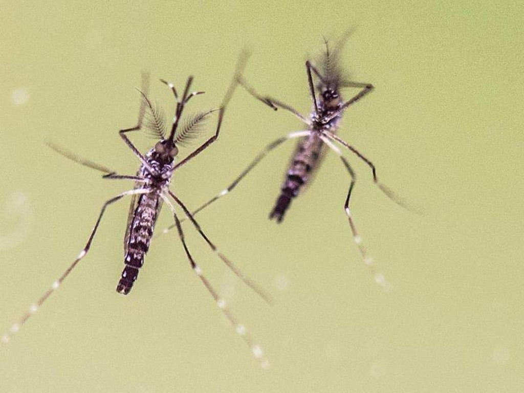 Zwei Gelbfiebermücken (Aedes aegypti) werden auf einer Pressekonferenz des Wissenschaftsministeriums präsentiert. Die Art gilt als Hauptüberträger des Zika-Virus, welches derzeit vor allem in Südamerika grassiert. Foto: Boris Roessler/Archiv