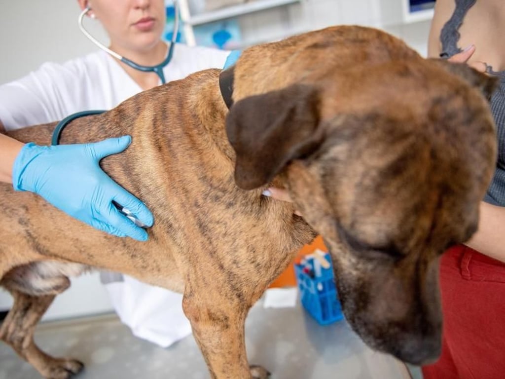 Vor der Blutspende wird Spenderhund Guinness eingehend untersucht. Foto: Zacharie Scheurer/dpa-tmn