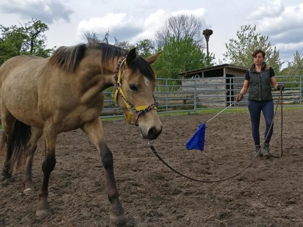 Pferdeversteherin und Schriftstellerin Juli Zeh beim Arbeiten mit einem Pferd. Foto: Juli Zeh
