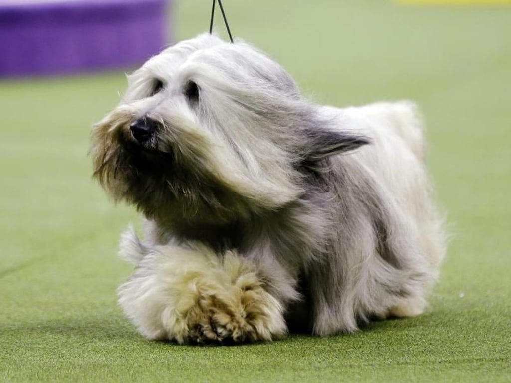 Ist ads noch ein Hund? Der Skye Terrier «Murphy» in New York. Foto: Frank Franklin Ii