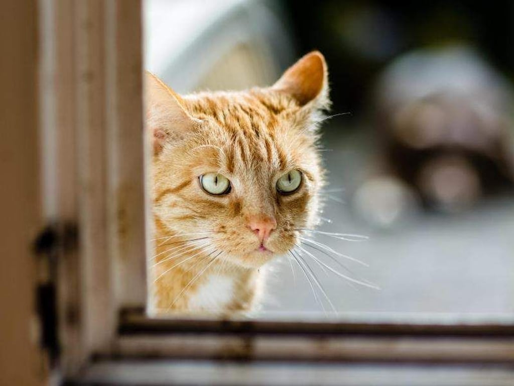 Auch wenn sie noch so süß guckt: Fremde Katzen sollte man lieber nicht füttern, da sie Unverträglichkeiten haben könnten. Foto: Markus Scholz/dpa-tmn