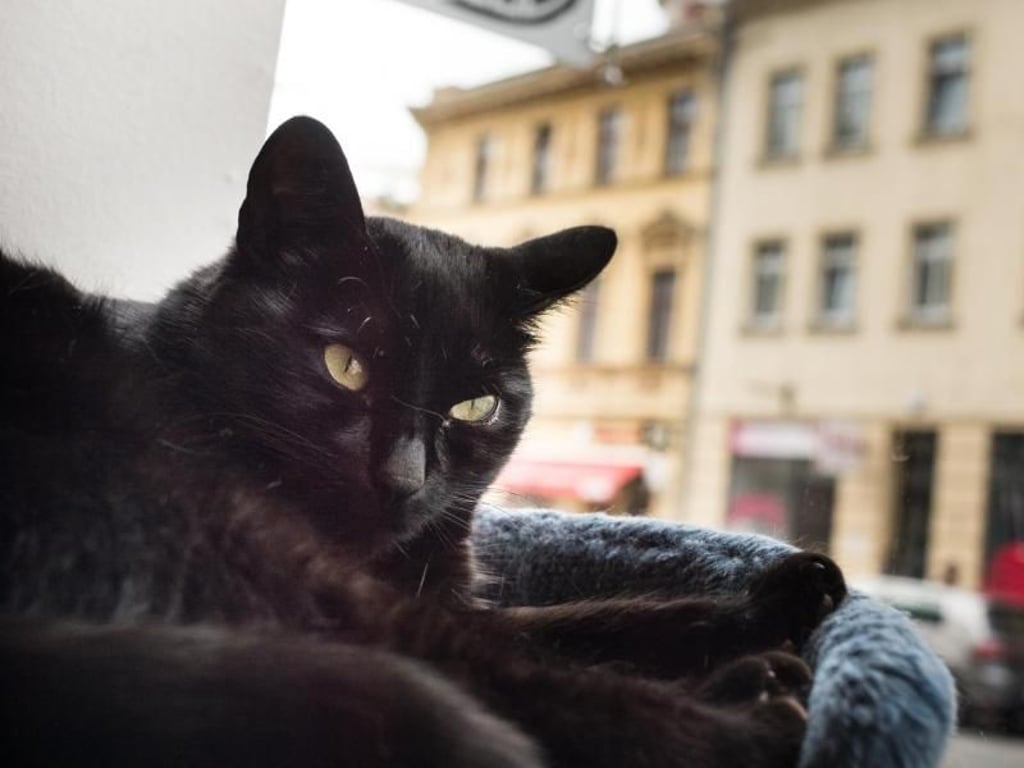 Im Katzenmusikcafé ist für alles gesorgt: Katze Gretta hat sogar einen eigenen Kratzbaum - und schaut dem Treiben auf der Straße zu. Foto:Franziska Gabbert/dpa-tmn