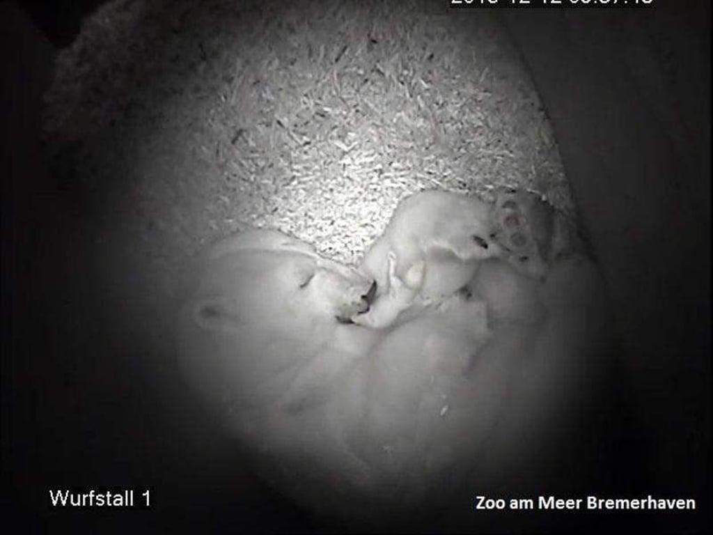 Mutter und Kind in der Höhle. Foto: Zoo am Meer Bremerhaven