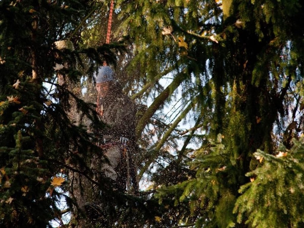 Das Schöne am Beruf des Forstwirts: Man ist fast den ganzen Tag in der Natur. Die Kehrseite ist, dass nicht alle es schaffen, den Job bis zur Rente auszuüben, weil er körperlich so anspruchsvoll ist. Foto: Klaus-Dietmar Gabbert