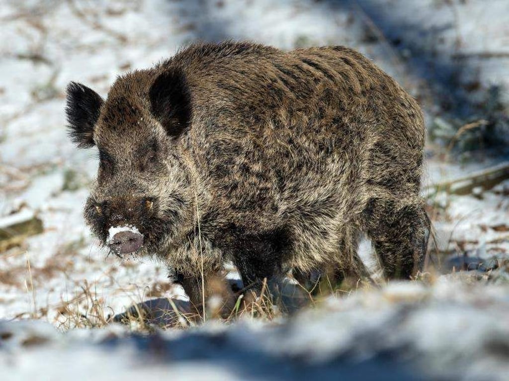 Bei einer Jagd in Vorpommern ist ein Jäger von einem verletzten Wildschwein angegriffen und tödlich verletzt worden. Foto: Patrick Pleul / Illustration