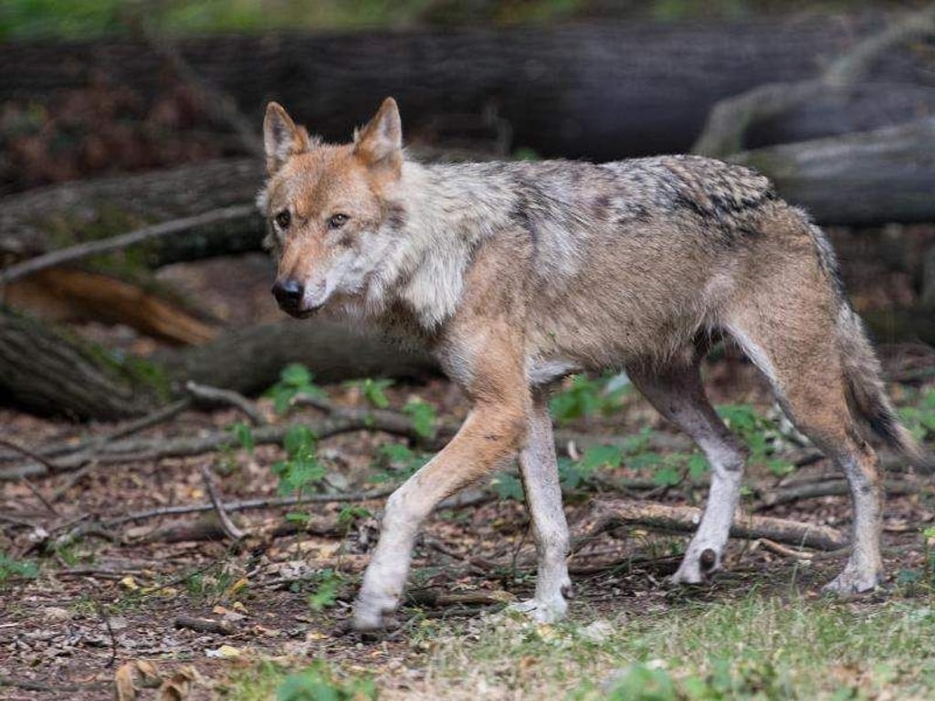 Ein Wolf in einem Wildgehege. Foto: Monika Skolimowska/Illustration